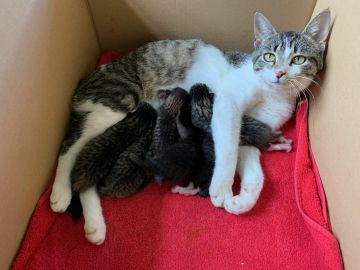 16 Coco saeugt die Babys - Coco avec ses six chatons.jpg